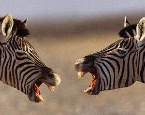Streitende Zebras