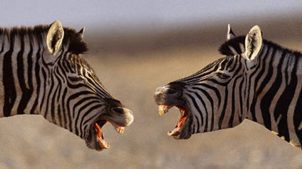 Streitende Zebras